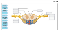 Reset
Help
dorsal horn
dorsal median
sulcus
lateral horn
central canal
ventral root of
spinal nerve
ventral median
fissure
dorsal root
ganglion
dorsal root of
spinal nerve
spinal nerve
ventral horn
