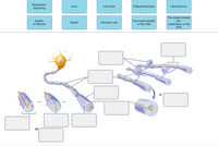 Myelination
beginning
Аxon
Internode
Oligodendrocytes
Neurolemma
The myelin sheath
and
The myelin sheath
in the CNS
Nodes
Мyelin
Schwann cell|
of Ranvier
myelination in the
PNS
(b)
