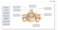 Reset
Help
Dura mater
Pia mater
Subdural space
Epidural space
Subarachnoid
space
Dorsal root ganglion
Arachnoid mater
