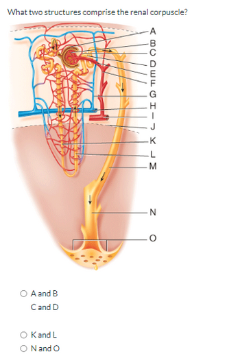 What two structures comprise the renal corpuscle?
A and B
C and D
O Kand L
ON and O
ABCDEFGH
M