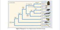 Answered: Analyze The Phylogenetic Tree… | Bartleby