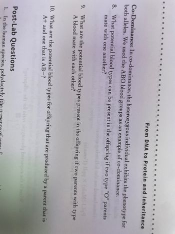 From DNA to Protein and Inheritance
Co-Dominance: In co-dominance, the heterozygous individual exhibits the phenotype for
both alleles. We used the ABO blood groups as an example of co-dominance.
8. What potential blood types can be present in the offspring if two type "O"
mate with one another?
(alams 1) Ilgq xal Ligg
9. What are the potential blood types present in the offspring if two parents with type
A blood mate with each other?
parents
10. What are the potential blood types for offspring that are produced by a parent that is
A+ and one that is AB-?
Sgningatlo odi nol om sig gonda borooqxs
Post-Lab Questions
1. In the human species, polydactyly (the