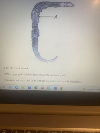 100:
S
a) Identify structure A.
b) What group of animals does this organism belong to?
c) Name one characteristic that these organisms share with chordates.
O
04
Wild
- А
W
NO
Construction on