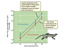 **Graph Title: Effect of Acclimation Temperature on Metabolic Rate in Lizards**

**Y-Axis: Rate of O₂ consumption (mL O₂/h) on log scale**
- The Y-axis measures the rate of oxygen consumption, represented on a logarithmic scale from 0.8 to 8.0 mL O₂/h.

**X-Axis: Body temperature (°C)**
- The X-axis indicates the body temperature, ranging from 16°C to 33°C.

**Data Series:**
- **16°C-acclimated (Blue Line):** Represents lizards acclimated to a cooler ambient temperature. 
  - Data Points: 
    - ~1.0 mL O₂/h at 16°C 
    - ~2.5 mL O₂/h at 28°C 
    - ~6.0 mL O₂/h at 33°C
- **33°C-acclimated (Red Line):** Represents lizards acclimated to a warmer ambient temperature.
  - Data Points:
    - ~0.9 mL O₂/h at 16°C
    - ~2.0 mL O₂/h at 28°C
    - ~4.5 mL O₂/h at 33°C

**Key Observations:**
- Lizards acclimated to a cooler ambient temperature exhibit a higher average metabolic rate at any given body temperature compared to those acclimated to a warmer ambient temperature.

**Text Boxes:**
- **Top Box:** "Lizards acclimated to the cooler ambient temperature have a higher average metabolic rate at any given body temperature..."
- **Bottom Box:** "...than those acclimated to the warmer ambient temperature."

**Illustration:**
- An image of a lizard is present, emphasizing the subject of the study.

**Background:**
- The graph has a light green background, aiding in the differentiation of the data points and lines.