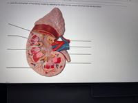 2. Label the photograph of the kidney model by selecting the letter for the correct structure from the key below.
