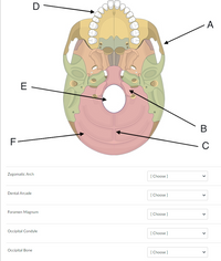 D
E-
F-
Zygomatic Arch
Dental Arcade
Foramen Magnum
Occipital Condyle
Occipital Bone
[Choose ]
[Choose ]
[Choose ]
[Choose ]
[Choose ]
A
B
C
<