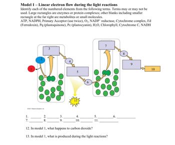 Model 1 - Linear electron flow during the light reactions
Identify each of the numbered elements from the following terms. Terms may or may not be
used. Large rectangles are enzymes or protein complexes; other blanks including smaller
rectangle at the far right are metabolites or small molecules.
ATP, NADPH, Primary Acceptor (use twice), O2, NADP+ reductase, Cytochrome complex, Fd
(Ferredoxin), Pq (plastoquinone), Pc (plastocyanin), H2O, Chlorophyll, Cytochrome C, NADH
1.
7.
2011 Pearson Education, Inc.
5
6
7
8
2.
3.
4.
5.
6.
8.
9.
10.
11.
12. In model 1, what happens to carbon dioxide?
13. In model 1, what is produced during the light reactions?
9
10