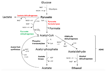 Lactate +
Lactate dehydrogenase
NAD+
NADH + H
NAD+
NADH + H
Pyruvate
dehydrogenase
Acetyl-CoA
synthetase
AMP
+ P*P
ATP
+ CoA
NADH + H
-COA
Glucose
NAD+
CO₂
Pyruvate
COA
Glycolysis
Phospho-
transacetylase
Acetyl-CoA
Pyruvate
formate lyase
Formate
Acetate
kinase
P₁
COA
Acetyl-phosphate
ADP
ATP
NADH
+ H
Acetate
Aldehyde
dehydrogenase
NAD*
Acetaldehyde
NADH + H
COA
NAD+
Alcohol
dehydrogenase
Ethanol
ADHE