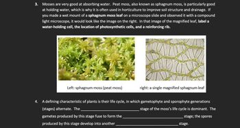 Pure Sphagnum Moss for Plants: Why it's Not the Perfect Option