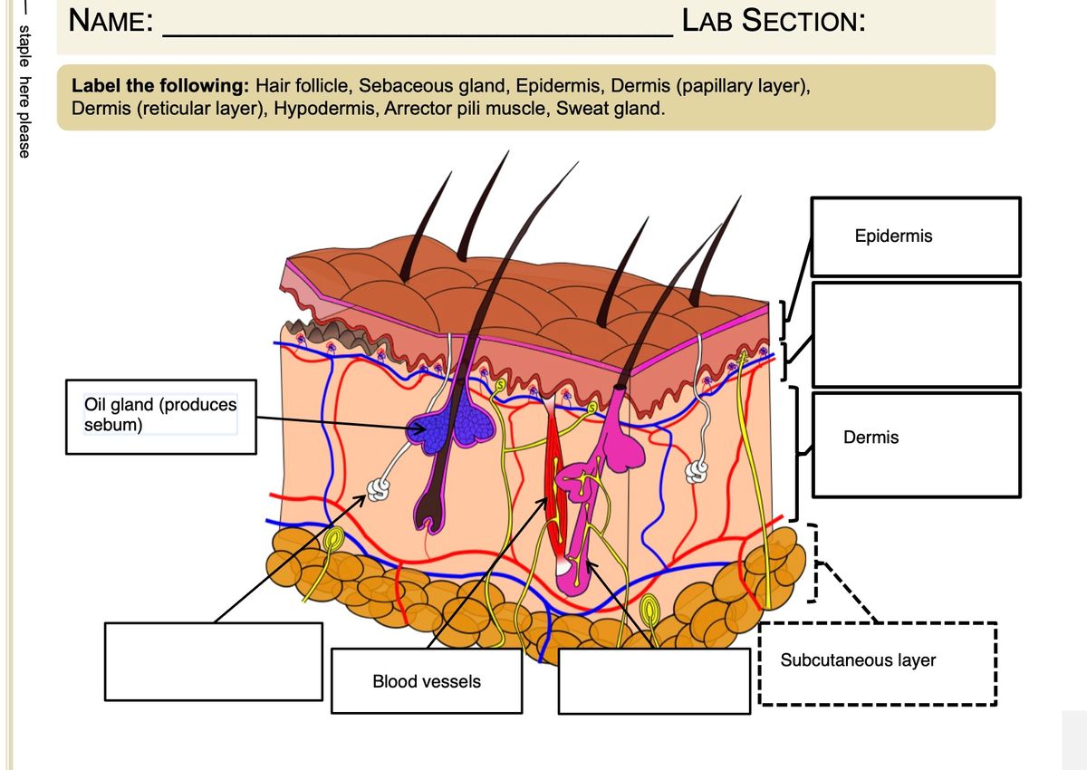 layers of the dermis papillary and reticular