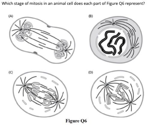 Answered: Which stage of mitosis in an animal… | bartleby