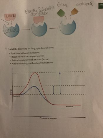 Laad
lacruise
2. Label the following on the graph shown below:
◆ Reaction with enzyme (curve)
Reaction without enzyme (curve)
◆ Activation energy with enzyme (arrow)
◆ Activation energy without enzyme (arrow)
Energy
Enzyme Suborate
complex
Reactants
Progress of reaction
Glucos
Products
Galac
HAM