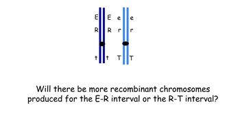 ELITE e e
RR r
t
r
T T
Will there be more recombinant chromosomes
produced for the E-R interval or the R-T interval?