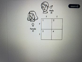 ### Inheritance and Genetics: Understanding Punnett Squares

This educational graphic provides a visual tool to help understand basic genetic inheritance through a Punnett Square.

#### Illustration Descriptions:

- **Images of Parents:**
  - **Female**: Illustrated as a woman symbol with the genotype "Ff".
  - **Male**: Illustrated as a man symbol with the genotype "Ff".

- **Punnett Square:**
  - A 2x2 grid is used to predict the potential genetic outcomes of offspring from the parental genotypes.
  - The top row and left column list the alleles contributed by each parent:
    - The Female contributes alleles "F" and "f".
    - The Male contributes alleles "F" and "f".
  
- **Grid Details:**
  - **Square 1 (Top Left)**: FF
  - **Square 2 (Top Right)**: Ff
  - **Square 3 (Bottom Left)**: Ff
  - **Square 4 (Bottom Right)**: ff

Each square represents a possible genotype outcome for the offspring, demonstrating how dominant and recessive alleles can combine. This tool helps visualize how traits are passed from parents to their children and predict probabilities of inheriting certain genetic traits.