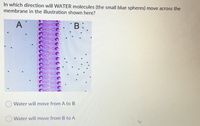 In which direction will WATER molecules (the small blue spheres) move across the
membrane in the illustration shown here?
A
*B:
Water will move from A to B
Water will move from B to A
