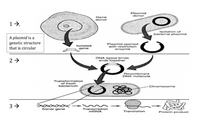 Plasmid
donor
Gene
donor
1→.
Isolation of
bacterial plasmid
A plasmid is a
genetic structure
that is circular
Isolated
Plasmid opened
with restriction
enzyme
gene
2 >
DNA ligase binds
ends together
Recombinant
DNA molecule
Transformation
bacterium
Chromosome
3 >
Donor gene
Transcription
MRNA
Transtation
Protein product
