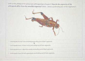 Answered: arthropods | bartleby