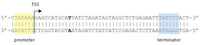 TSS
5'-CTATAAAGAGCCATGCATTATCTAGATAGTAGGCTCTGAGAATTTATCTCACT-3'
||
3'-GATATTTCTCGGTACGTAATAGATCTATCATCCGAGACTCTTAAATAGAGTGA-5'
promoter
terminator
