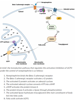 H
H₁ H
ATP synthase
UCP1
Beta-3 adrenergic receptor-
H₁
H₁
H
Cytosol
H' H
H
H
H
H
H
H
H
Mitochondria
inner-membrane
-Norepinephrine
G-protein
Fatty acids
Mitochondria
outer-membrane
CAMP
Protein
kinase A
Lipase
ATP
1. Norepinephrine binds the Beta-3 adrenergic receptor.
2. The Beta-3 adrenergic receptor activates a G-protein.
3. The activated G-protein activates an adenylyl cyclase.
4. The activated adenylyl cyclase converts ATP into CAMP.
5. CAMP activates the protein kinase A.
Adenylyl cyclase
Triacylglycerol
In brief, the transduction pathway that regulates the activation/inhibition of UCP1
under the control of norepinephrine is as follows:
6. The protein kinase A activates a lipase through phosphorylation.
7. The activated lipase hydrolyzes triacylglycerol (the main constituent of body
fat) into fatty acids.
8. Fatty acids activate UCP1.