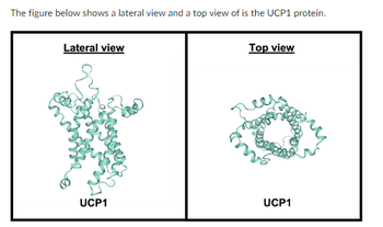 The figure below shows a lateral view and a top view of is the UCP1 protein.
Lateral view
how
UCP1
Top view
UCP1