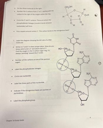 6. On the ribose molecule to the right:
• Number the 5 carbons from 1' to 5', starting with the
carbon to the right of the oxygen within the ring.
CH₂OH
O
H
• Circle the 3' and 5' carbons. These are where the
phosphodiester linkages (covalent bonds between
nucleotides) will form.
-C
H
H
H
O-H
о
H
H
• Put a square around carbon 1'. This carbon bonds to the nitrogenous base!
NH
7. Label this diagram showing the left side of a DNA
molecule:
N
• Write in 3' and 5' in their proper place. (How do you
know which end is 3' and which end is 5'?
Find the oxygen in the 5-carbon sugar ring, it's
always 'pointing' toward the 5' end!)
HO-CH2 O-
H₂N
N
Number all the carbons on one of the pentose
sugars
0=2-0
о
CH2,0
Label the phosphodiester linkages
• Circle one nucleotide
• Label the three parts of the nucleotide.
• Indicate if the nitrogenous bases are purines or
pyrimidines
Label the phosphate group.
Chapter 14 Study Guide
0
0-
-CH2O
ОН
H₂N
N