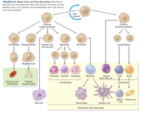 Answered: FIGURE 14.5 Blood Cells and Thelr… | bartleby