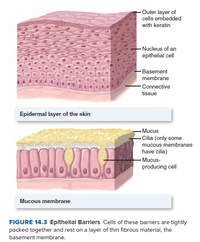 Answered: - Outer layer of cells embedded with… | bartleby