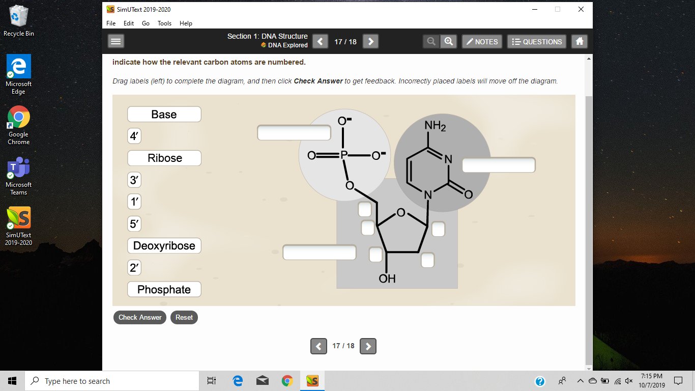 S SimUText 2019-2020
X
File
Edit Go Tools Help
Recycle Bin
Section 1: DNA Structure
NOTES
17/18
QUESTIONS
DNA Explored
indicate how the relevant carbon atoms are numbered.
Drag labels (left) to complete the diagram, and then click Check Answer to get feedback. Incorrectly placed labels will move off the diagram.
Microsoft
Edge
Base
о-
NH2
Google
Chrome
4
-O
Ribose
3'
Microsoft
Teams
1'
AS
SimUText
2019-2020
Deoxyribose
2
ОН
Phosphate
Check Answer
Reset
17 18
7:15 PM
Type here to search
10/7/2019
