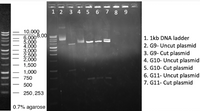 1 2
3 4 5 6 7 8 9
10,000
6,0008,00
5,000
4,000
3,000
2,500
2,000
1,500
1. 1kb DNA ladder
2. G9- Uncut plasmid
3. G9- Cut plasmid
4. G10- Uncut plasmid
5. G10- Cut plasmid
6. G11- Uncut plasmid
7. G11- Cut plasmid
1,000
750
500
250,253
0.7% agarose
