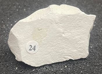 The image showcases a light-colored rock or mineral specimen labeled with the number "24" on a small round sticker attached to its surface. The specimen appears to have a rough texture with irregular edges, suggesting it may be a piece of sedimentary or metamorphic rock. The background is a dark, textured surface, likely used to highlight the specimen's details.