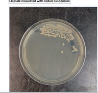 LB plate inoculated with nodule suspension
