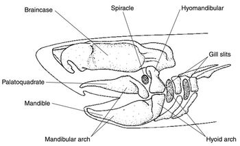 Answered: What skeletal structures behind the… | bartleby