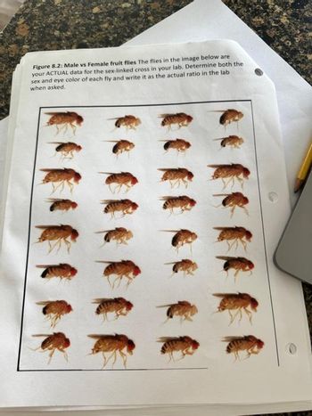 Figure 8.2: Male vs Female fruit flies The flies in the image below are
your ACTUAL data for the sex-linked cross in your lab. Determine both the
sex and eye color of each fly and write it as the actual ratio in the lab
when asked.