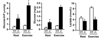 Glucose-6-P (μmol/g)
5-
-/- +/+
-/- +/+
Rest Exercise
Glucose (mg/g)
3.0-
2.5-
2.0-
1.5-
1.0-
0.5-
0
+/+ -/-
Rest
+/+ -/-
Exercise
Lactate (mmol/L)
0
-/- +/+
+/+ -/-
Rest Exercise