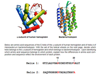 Answered: a-subunit of human hemoglobin… | bartleby