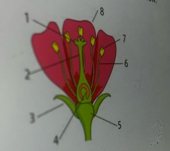 The image illustrates a labeled diagram of a flower's anatomy. The diagram uses numbers to identify different parts of the flower:

1. **Petal** - These are the colorful parts of the flower, often used to attract pollinators.
2. **Stamen** - The male reproductive part of the flower, consisting of the anther and filament.
3. **Ovary** - The part of the pistil that contains ovules; it is located at the base of the flower.
4. **Receptacle** - The thickened part of a stem from which the flower organs grow.
5. **Sepal** - The outer parts of the flower (often green) that protect the developing bud.
6. **Style** - The structure that connects the stigma and the ovary; part of the pistil.
7. **Anther** - The part of the stamen where pollen is produced.
8. **Stigma** - The top part of the pistil, which receives the pollen during fertilization.

This diagram is essential for understanding the structure and function of floral parts in plant reproduction.