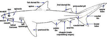 nostril
snout
eye spiracle
mouth
1st dorsal fin
spine
labial
furrows openings
gill
H
-pectoral fin
2nd dorsal fin
precaudal pit
pelvic
fin
caudal keel
anal fin
clasper (male
copulating organ)
upper
lobe
- caudal
fin
lower
lobe