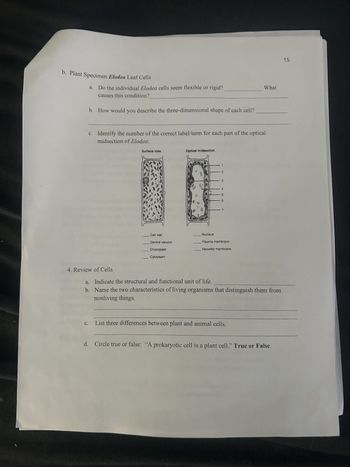 b. Plant Specimen Elodea Leaf Cells
Do the individual Elodea cells seem flexible or rigid?
causes this condition?
b. How would you describe the three-dimensional shape of each cell?
What
c. Identify the number of the correct label/term for each part of the optical
midsection of Elodea:
Surface view
Optical midsection
Cell wall
Central vacuole
Chloroplast
Cytoplasm
Nucleus
Plasma membrane
Vacuolar membrane
4. Review of Cells
a. Indicate the structural and functional unit of life.
b. Name the two characteristics of living organisms that distinguish them from
nonliving things.
C.
List three differences between plant and animal cells.
d. Circle true or false: "A prokaryotic cell is a plant cell." True or False
15
