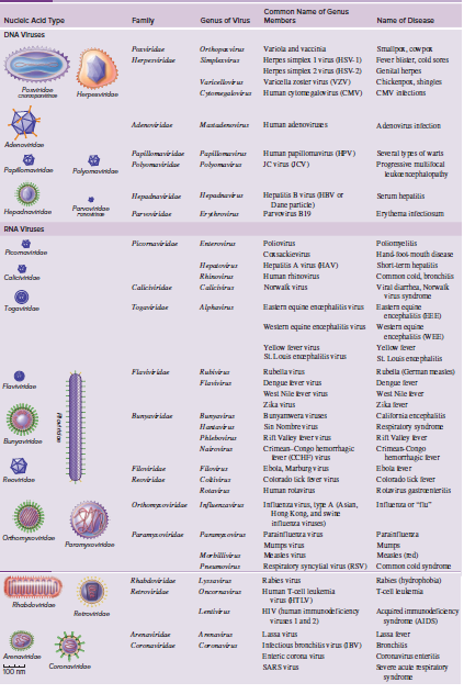 Common Name of Genus
Nuclekc Acid Type
Family
Genus of Virus
Members
Name of Disease
DNA Viruses
Parniridae
Variola and vaccinia
Orikopa virus
Simplersiras
Smaipx, cw p?
Fever bister, cold sores
Herpeniridar
Herpes simples I virus HSV-1)
Herpes simplex 2virus (HSV-2) Genial herpes
Chickenpar, shingies
Cstomrgaknir Human cytome galovirus (CMV) CMV neclions
Variorilent ur
Varicella zosier virus (VZV)
Paveridoe
????????
Ademenir idar
Human adenovirues
Matadenovirur
Adenovirus inlection
Adanovetdae
Papillomavir idar
Papilorviru
Human pupilomavins (PV)
Several ty pes of warts
Progressive mulixal
kukenephaloputy
Pahyomaniridar
Pohyomaviraa
JC virus OCV)
Paplomavilan
Palyamendae
????dnt ?
Hepuilis B virus HHV or
Dane particke)
Parvovirus H19
Hepadnavir idar
Serum hepatilis
Hapadnavinidan
Parvovinidae
Erythema infectiosum
Parseviridar
Erthrovinus
RNA Viruses
Picomavr idar
Entervirur
Poliomelilis
Poliovirus
Rcomavidae
Ca
-Soo
disca
Short-ierm hepatilis
Common cold, bronchiss
Viral diarrhea, Norwalk
virus syndrome
Ezem oquie enephalilis virus Eaem equie
encephalitis ED
Wesiem oquine encephalilis virus Wesem oquine
encephaklis (WEE)
Hepalviru
?????s A vin OLAV)
Human rhinovinus
Norwalk virus
Calevdan
Rhinovinur
Calichiridar
Calicnirar
Togavindae
Togavieidar
Aiphavinu
Yelow ever virus
SL.Louis enephalilis virus
Yellow lever
SL Louis enephalilis
Flavivir idar
Rubivira
Rubella virus
Rubela (German mesis)
Flavtvintdae
Flavivirar
Dengue lever virus
Dengue lever
West Nile kver vinus
West Nile kver
Zika virus
Zika fever
Bunyav idar
??????i???
Bunyanwera viruses
Sin Nombre viru
Calikrnia encephalilis
Repiralory syndroe
Rill Valley Eve
Crimean Congo
hemortagic kver
Ebola Ever
Hantavur
Phlebovirur
Rill Valkey kvervins
Bunyavindoe
Nairmira
Crimen-Congo hemorhagic
Ever (CHF) virus
Ebola, Marturg vrus
Colorado tick ser virus
Human rotavirus
Filniridee
Flnir
Reoviridae
Reviridar
Cotisira
Colondo lick lever
Rotavira
Rotavirus gastraenkerilis
Orikomy.oviridar
Iama??
Influenzavirus, tye A (Asian,
Hong Kong, and swie
innuea viruses)
Influena or "Tu"
Paramyaovirilar
Parus omirar
Parainfluera virs
Parainfluema
Orthomyaovetdan
Paromyovtrsoe
Mumps virus
M???s
Masies (ed)
Marbälivir
Mezes virus
Pneumovirus
Repiralory syncylial virus (RSV) Common cold syndrome
Rabies (hydrophobia)
T-cel leulemia
Rhabdevir idar
L?ra
Rabies virus
Human T-ell leukemia
virus OITIN)
HIV (human immunodeliciency
virues I and 2)
Retroviridar
Oncornanira
Rhabdovindan
Leniveu
Acquinsd immunodeficency
syndrone (AIDS)
Retovndae
Arenaviridar
???nirar
Lassa virus
Lassa kever
Caronav
Inectious bronchilis virus (BV)
Brunchilis
Coronuvina enierils
Severe acule espiralory
syndrone
C??????
Arenaviridan
Enteric coronu viru
SARS virus
Coronavividae
100 nm
attda
