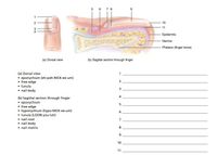 5 6 7 8
1
10
11
Epidermis
Dermis
- Phalanx (finger bone)
(a) Dorsal view
(b) Sagittal section through finger
(a) Dorsal view
eponychium (eh-poh-NICK-ee-um)
• free edge
• lunula
• nail body
2
3
4
(b) Sagittal section through finger
• eponychium
• free edge
• hyponychium (hypo-NICK-ee-um)
• lunula (LOON-you-luh)
• nail root
• nail body
• nail matrix
6
7
8.
9
10
11
