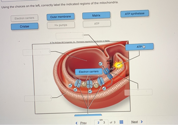 Using the choices on the left, correctly label the indicated regions of the mitochondria.
Electron carriers
Cristae
Outer membrane
H+ pumps
Matrix
ATP
The McGraw-H Companies, Inc. Permission required for production or display
< Prev
Electron carriers
LA
2
3
ADP
of 3
www
www
www
ATP synthetase
ATP
Next >