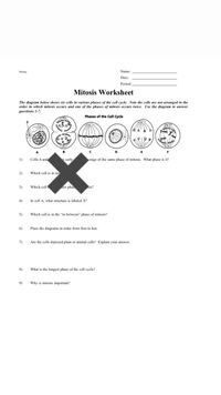 Belgy
Name:
Date:
Period:
Mitosis Worksheet
The diagram below shows six cells in various phases of the cell cycle. Note the cells are not arranged in the
order in which mitosis occurs and one of the phases of mitosis occurs twice. Use the diagram to answer
questions 1-7.
Phases of the Cell Cycle
1)
Cells A and
early
stage of the same phase of mitosis. What phase is it?
2)
Which cell is in mg
3)
Which cell rst phas
sis?
4)
In cell A, what structure is labeled X?
5)
Which cell is in the "in between" phase of mitosis?
6)
Place the diagrams in order from first to last.
7)
Are the cells depicted plant
animal cells? Explain your answer.
8)
What is the longest phase of the cell cycle?
9)
Why is mitosis important?
