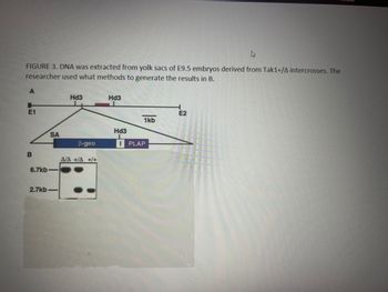 **FIGURE 3.**

**Description:**
The diagram and accompanying data display the results of genetic analysis performed on E9.5 embryos, specifically those derived from Tak1+/Δ intercrosses.

**Panel A: Schematic Diagram**
- This section illustrates a genetic construct used in the study.
- The diagram includes:
  - Restriction sites labeled as "Hd3."
  - Exon regions marked as "E1" and "E2" flanking the construct.
  - An integration sequence represented by triangles which include:
    - **β-geo:** A fusion gene used as a reporter.
    - **PLAP:** Placental alkaline phosphatase gene, indicated in purple.
  - The scale bar indicates the distance between elements is 1 kb (kilobase).

**Panel B: Gel Electrophoresis Results**
- This section shows the results of DNA extraction and gel electrophoresis:
  - Three lanes are labeled as Δ/Δ, +/Δ, and +/+.
  - Two prominent DNA bands are observed, aligning at approximately 6.7 kb and 2.7 kb.
  - These results represent different genotypes:
    - **Δ/Δ:** Homozygous deletion.
    - **+/Δ:** Heterozygous.
    - **+/+:** Wild type or non-deleted.

This analysis is instrumental in determining the genetic modifications present in the embryonic samples and verifying the successful integration and expression of experimental constructs.