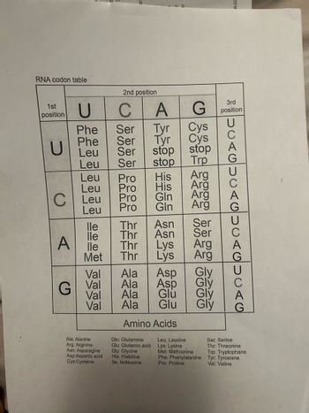 RNA codon table
1st
position
U
A
U
C
A
Tyr
Phe Ser
Phe Ser Tyr
Leu Ser stop
Leu
Ser
stop
C Leu
Leu
Leu
Pro His
Leu Pro His
Gln
Gln
lle
lle
lle
Met
2nd position
Val
G Val
Val
Val
Ala: Alanine
Arg: Arginine
Asn: Asparagine
Asp:Aspartic acid
Cys:Cysteine
Pro
Pro
Thr Asn
Thr
Asn
Thr Lys
Thr
Lys
Ala Asp
Ala Asp
Glu
Ala
Ala Glu
Amino Acids
Gin: Glutamine
Glu: Glutamic acid
Gly: Glycine
His: Histidine
lle: Isoleucine
G position
Cys
Cys
stop
Trp
Arg
Arg
Arg
Arg
Ser
Ser
Arg
Arg
Gly
Gly
Gly
Gly
Leu: Leucine
Lys: Lysine
Met: Methionine
Phe: Phenylalanine
Pro: Proline
CAUCAGICAG
Ser: Serine
Thr: Threonine
Trp: Tryptophane
Tyr: Tyrosisne
Val: Valine