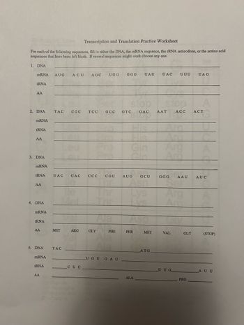 Transcription and Translation Practice Worksheet
For each of the following sequences, fill in either the DNA, the mRNA sequence, the tRNA anticodons, or the amino acid
sequences that have been left blank. If several sequences might work choose any one.
1. DNA
mRNA AUG ACU AGC
tRNA
AA
2. DNA
mRNA
tRNA
AA
3. DNA
mRNA
tRNA
AA
4. DNA
mRNA
tRNA
AA
5. DNA
mRNA
tRNA
AA
TAC CGC TCC GCC GTC GAC AAT ACC ACT
MET
UAC CAC CCC CGU AUG GCU
TAC
ARG
UGG GGG UAU UAC UUU UAG
CUC
GLY
PHE
Gin
UGU GAU
Lys
PHE
ALA
ΜΕΤ
ATG
Ara
GGG
Se
Arg
Arc
VAL
AAU
UUG
GLY
PRO
AUC
(STOP)
AUU