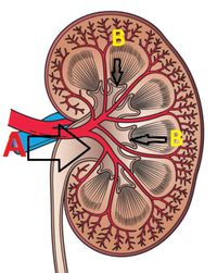 Answered: Anatomy And Physiology Question | Bartleby