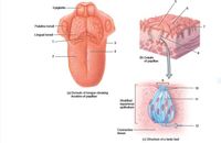 Epiglottis
Palatine tonsil-
Lingual tonsil-
1
3
(b) Details
of papillae
10
(a) Dorsum of tongue showing
11
Stratifiod
squamous
epithelium
12
Connective -
tissue
(c) Structure of a taste bud
