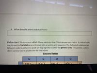 4. What does the amino acid chain form?
Codon chart: We interpret MRNA 3 base pairs at a time. This is known as a codon. A codon table
can be used to translate a genetic code into an amino acid sequence. The full set of relationships
between codons and amino acids (or stop signals) is called the genetic code. The genetic code is
often summarized in a table like the one below.
Second letter
C
G
UAU)
TUGU)
