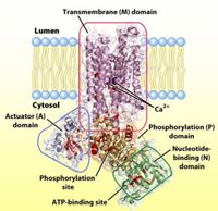 Transmembrane (M) domain
Lumen
Cytosol
Ca2+
Actuator (A)
domain
Phosphorylation (P)
domain
Nucleotide-
binding (N)
domain
Phosphorylation'
site
ATP-binding site'
