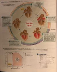 2. Match the following events to points A-D:
FIG. 14.18 Mechanical events of the cardiac cycle
(a) The heart cycles between contraction
(systole) and relaxation (diastole).
Late diastole-both sets of
chambers are relaxed and
ventricles fill passively.
Ventricular diastole
START
Isovolumic ventricular
relaxation-as
ventricles relax, pressure
in ventricles falls. Blood
flows back into cusps of
semilunar valves and
Atrial systole-atrial
contraction forces a
small amount of
additional blood into
ventricles.
snaps them closed.
Minimum blood volume
in ventricles = end-
systolic volume (ESV)
Cardiac
cycle
Heart sound S1
3 Isovolumic ventricular
contraction– first phase of
ventricular contraction pushes
AV valves closed but does not
create enough pressure to open
semilunar valves. Maximum
blood volume in ventricles =
end-diastolic volume (EDV)
Heart sound S2
Ventricular ejection-as
ventricular pressure rises and
exceeds pressure in the
arteries, the semilunar valves
open and blood is ejected.
Ventricular systole
(b) Left ventricular pressure-volume changes during one cardiac cycle. This pressure-volume curve represents one cardiac cycle.
Moving around the curve from A to B, C, D and back to A represents time passing as the heart fills with blood, then contracts.
Stroke volume
120 relaratih
o
ESV
KEY
? FIGURE QUESTIONS
EDV = End-diastolic volume
ESV = End-systolic volume
1. Match the following segments
to the corresponding ventricular events:
A B:
80
(a) Ejection of blood into aorta
(b) Isovolumic contraction
(c) Isovolumic relaxation
(d) Passive filling and atrial
O C
ONE
CARDIAC
CYCLE
B C:
C D:
D-A:
40 -
contraction
2. Match the following events to points A.
(a) aortic valve opens
START
-EDV Contvaction
(b) mitral valve opens
B
A'
AO
(c) aortic valve closes
(d) mitral valve closes
65
100
135
Left ventricular volume (mL)
Atrial systole
Atrial diastole
Left ventricular pressure (mm Hg)
